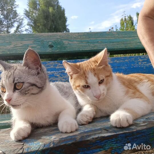 Кошка в дар бесплатно