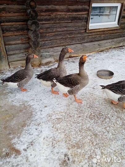 Гуси. На племя