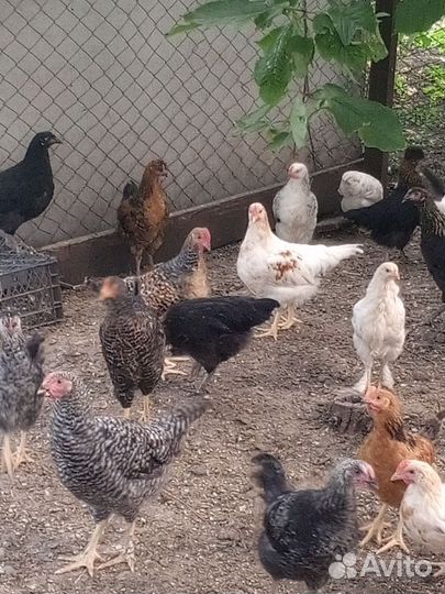 Молодые петухи 4,5 месяца