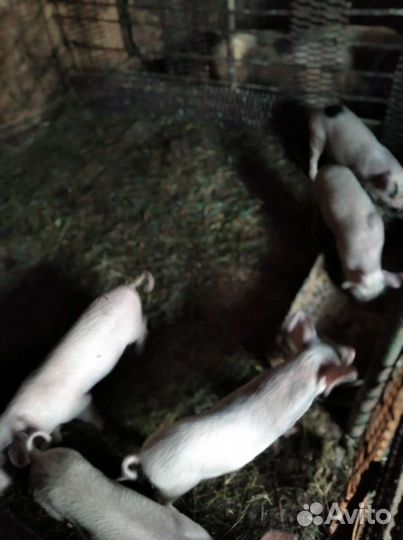 Поросенок ландрас