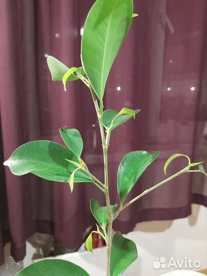 Фикус бенджамина