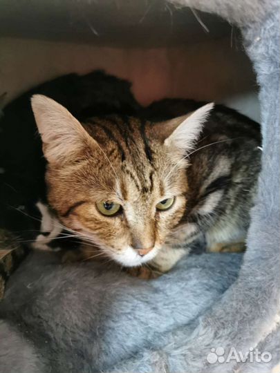 Котик из приюта ищет дом