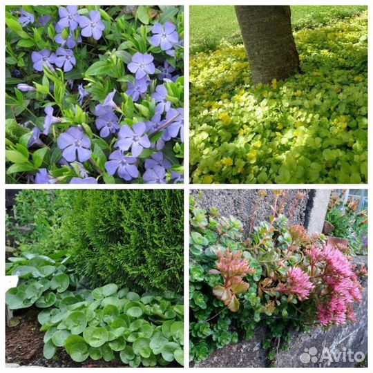 Очиток,седум,почвопокровные,барвинок