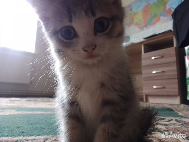 Котята дворовые