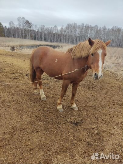 Конь, жеребец