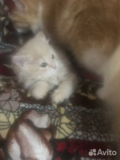 Кошки в добрые руки бесплатно