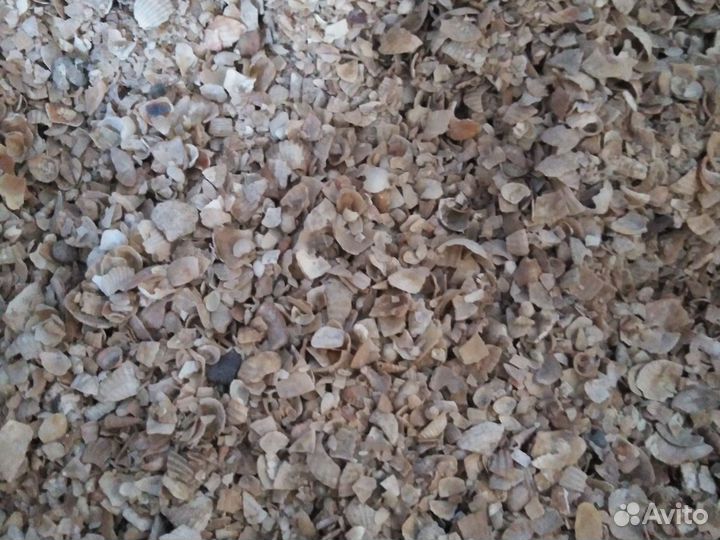 Ракушка морская для птицы