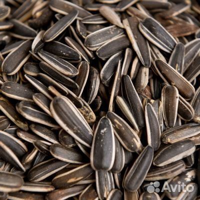 Семечка подсолнечника