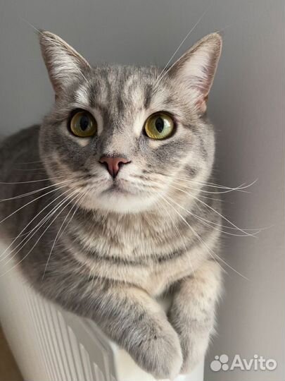 Серый котенок