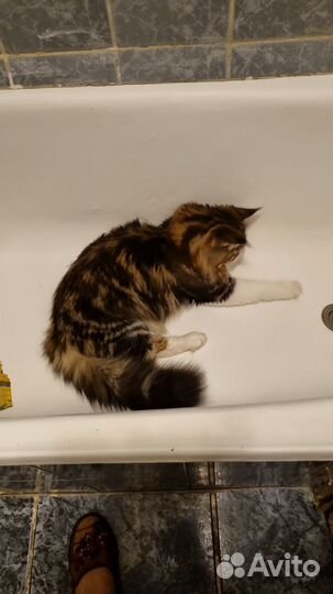 Кот на вязку