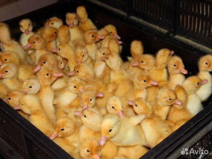 Утята бройлерные подрощенные в Башкирии