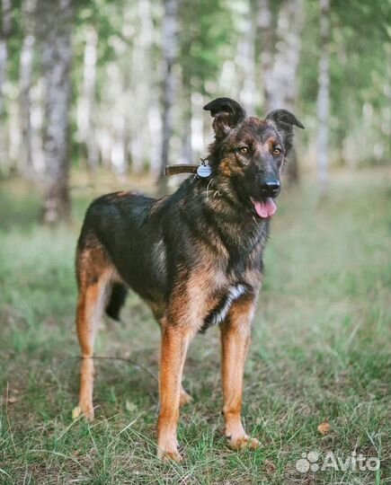 Метис малинуа ищет дом