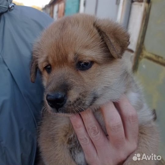 Щенок дворовой собаки