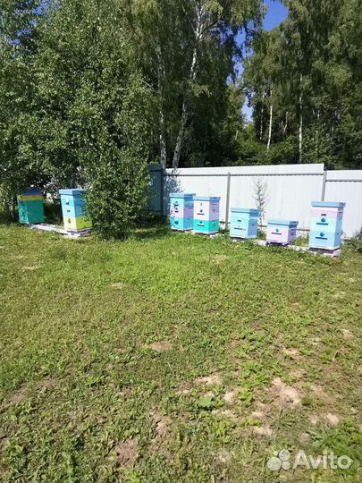 Пасека пчелы