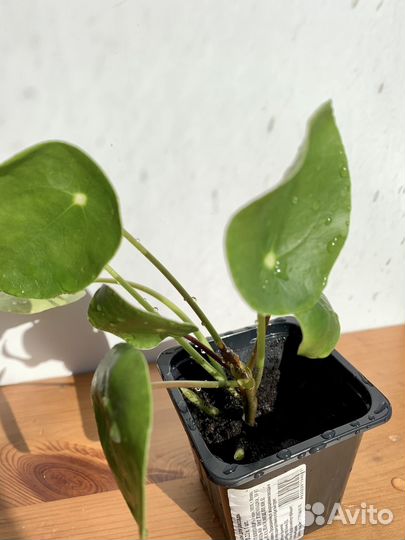 Пилея пеперомиевидная