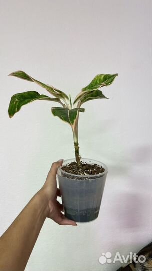 Аглаонемы разные сорта