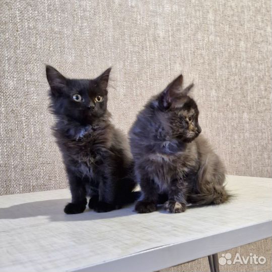 Котята сестренки