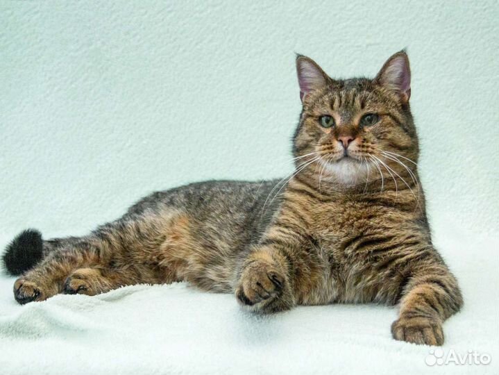 Кот Ярослав ищет свою семью