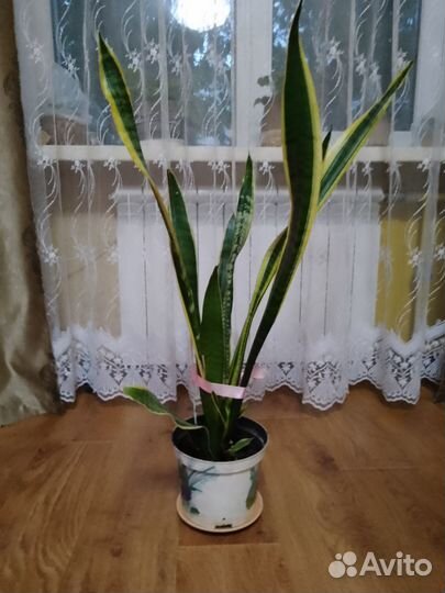 Сансевиерия