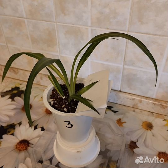 Комнатные растения, хлорофитум