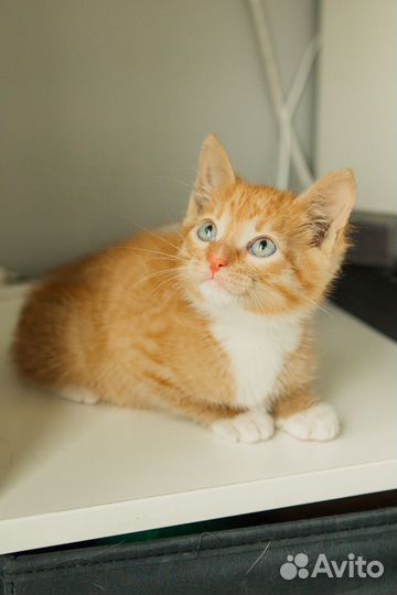 Котенок рыжий