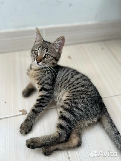 Котята в дар