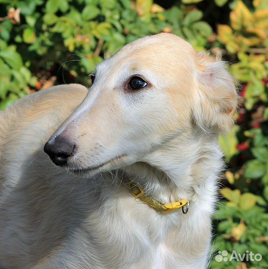 Борзой мальчик