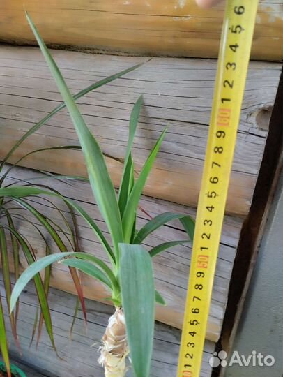 Пальмы Драцена и юкка