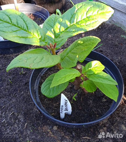 Сирень Венгерская