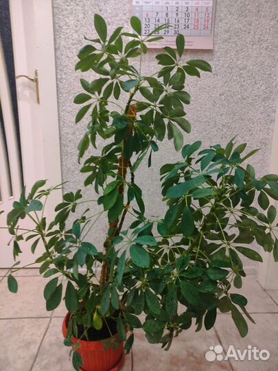 Шефлера 90 см