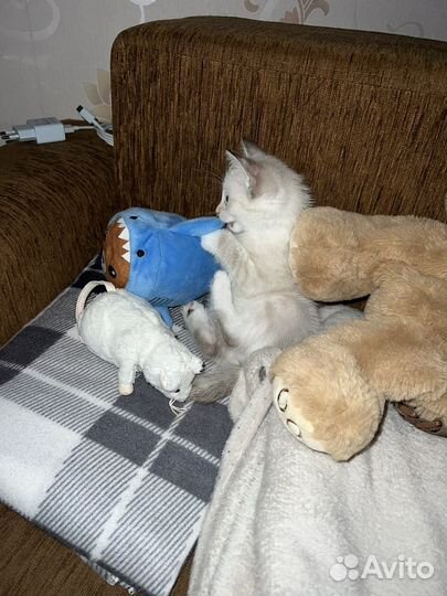 Белый котенок с голубыми глазами