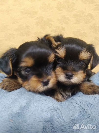 Йоркширский терьер мини