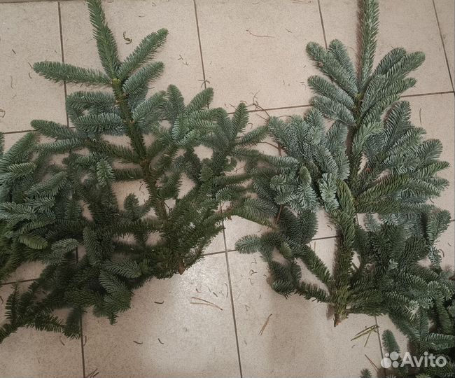 Ветки нобилис