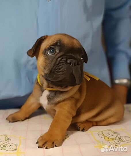 Щенок французского бульдога