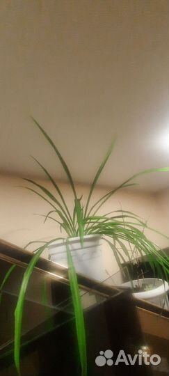 Хлорофитум