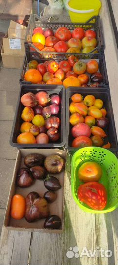 Томаты помидоры