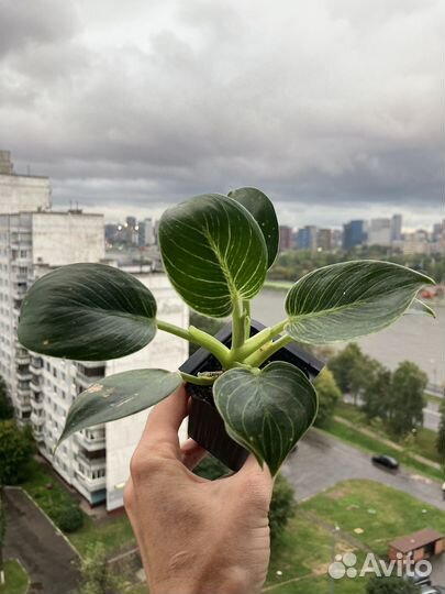 Сингониум, филодендрон, сциндапсус, пеперомия