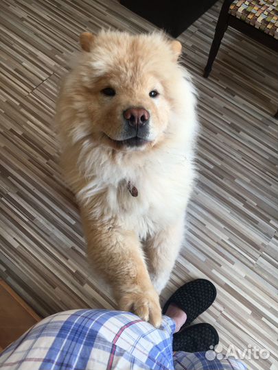 Пёс в добрые руки