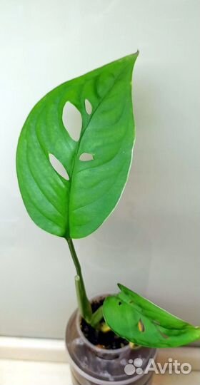 Монстера Фридрихшталя