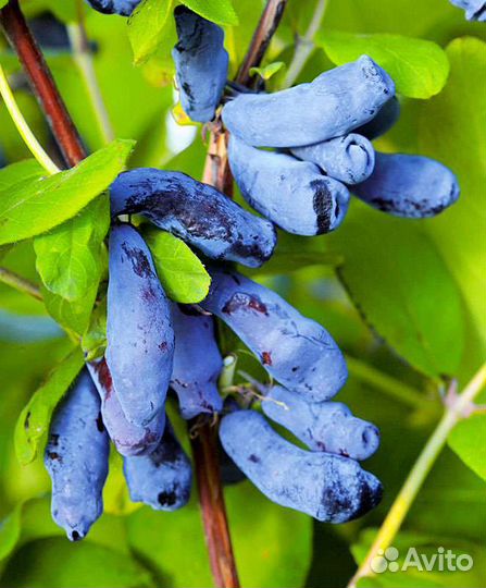 Саженцы жимолости