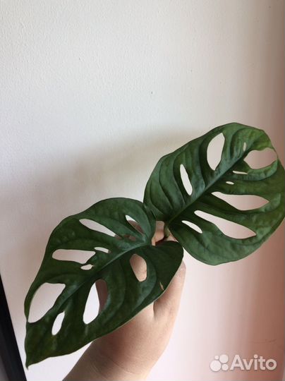 Монстера манки маск