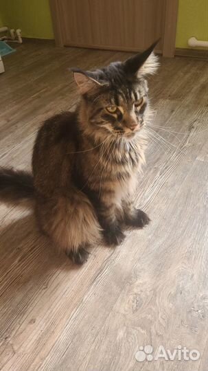 Продам кота