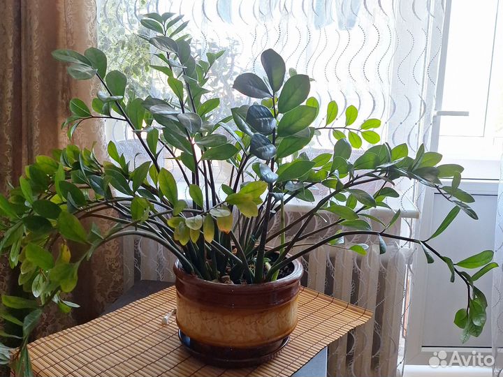 Комнатные растения цветы большие