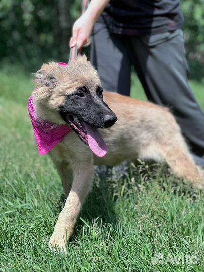 Щенок в добрые руки