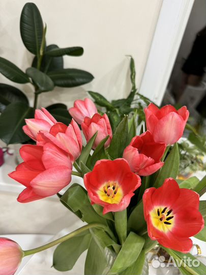 Тюльпаны к 8 марта