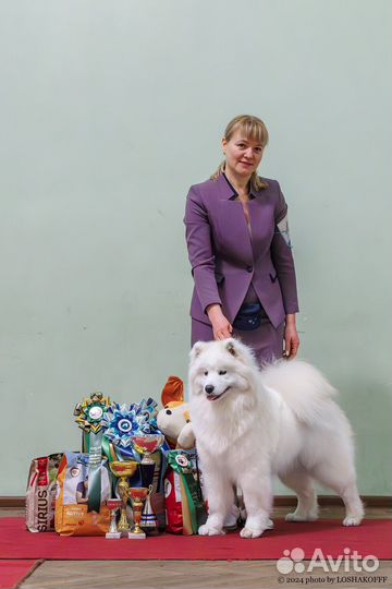 Щенки самоеда