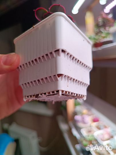 Горшки для суккулентов meshpot