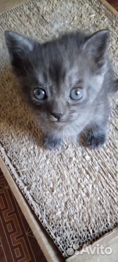 Отдам котенка в добрые руки