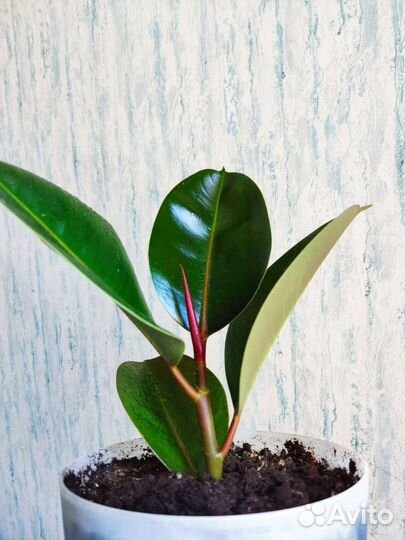 Фикус каучуконосный, Альбамаргината