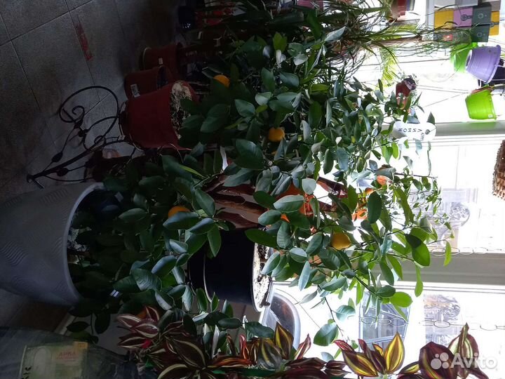 Цитрусы Лимон